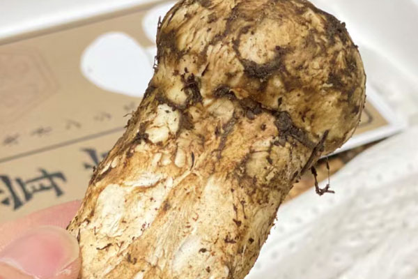 香格里拉松茸什么時候最便宜，香格里拉松茸可以直接吃嗎